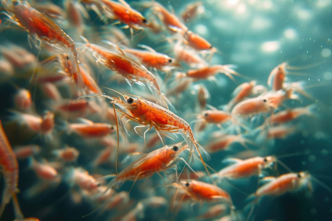 Óleo de krill: o que é como funciona e por que desperta tanto interesse? - Bigens