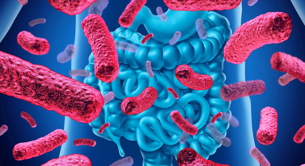 Probióticos: o que são, para que servem e quais são seus benefícios para a saúde intestinal? - Bigens