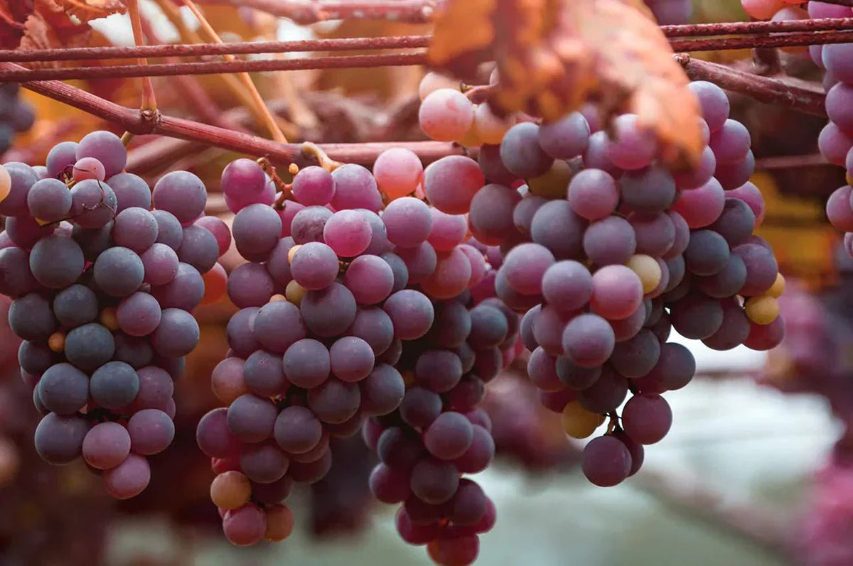 RESVERATROL: O QUE É E QUAIS OS BENEFÍCIOS? - Bigens